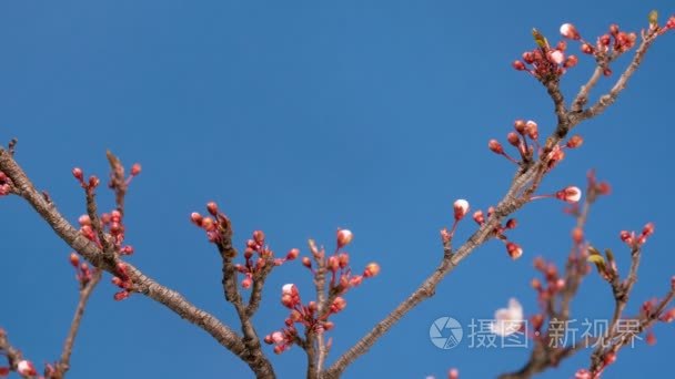 春天樱花粉红色的花盛开枝头视频