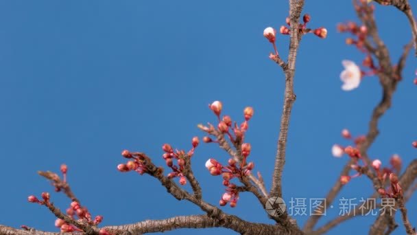 春天樱花粉红色的花盛开枝头视频