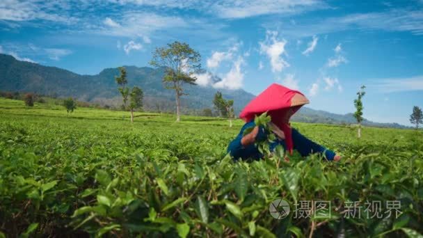 印度尼西亚妇女采摘茶叶视频
