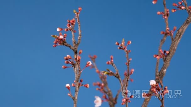 春天樱花粉红色的花盛开枝头视频