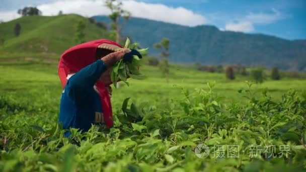 印度尼西亚妇女采摘茶叶