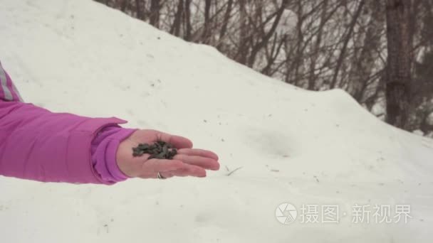 在女性手中的鸟吃种子