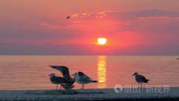 海鸥和日落在海