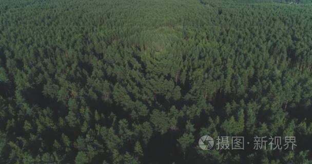 空中飞行: 飞越有雾的松树林树梢。在寒冷的清晨  浓密的云雾从茂密的云杉林中升起。秋晨清晨的雾和薄雾包裹着绿松林