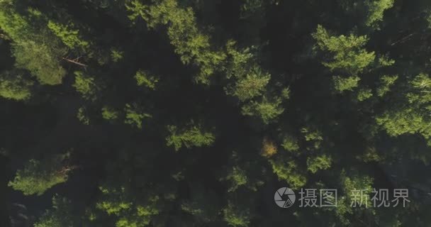 空中飞行: 飞越有雾的松树林树梢。在寒冷的清晨  浓密的云雾从茂密的云杉林中升起。秋晨清晨的雾和薄雾包裹着绿松林