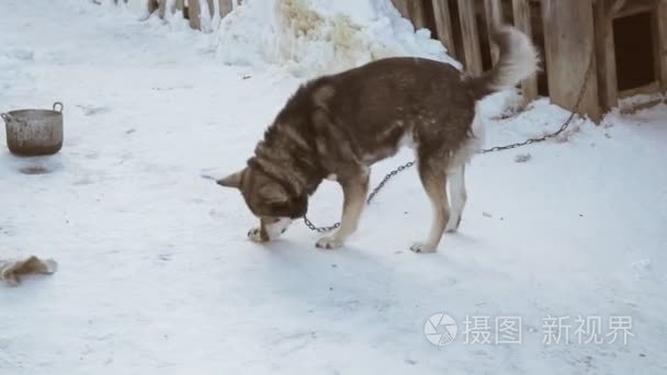 在链子吃面包的亲切的狗杂交视频