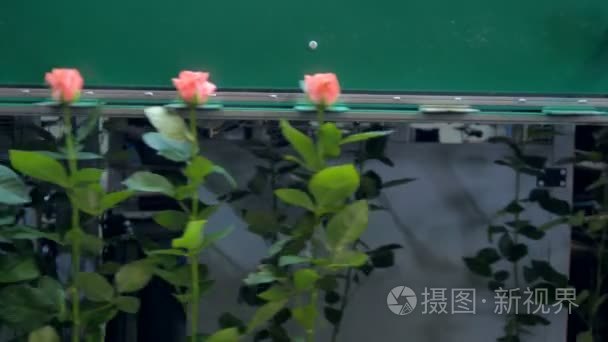 桃粉红色玫瑰在分拣机上移动视频