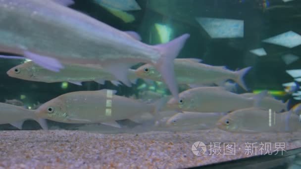 大型水族馆中的银色鱼群游动视频