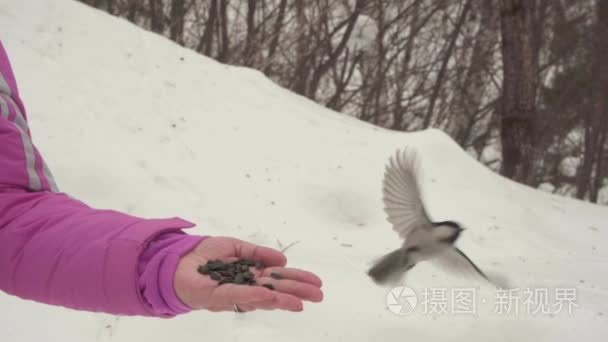 在女性手中的鸟吃种子