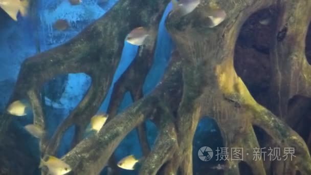 热带鱼类在水中畅游水族馆视频