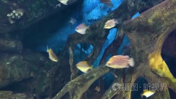 热带鱼类在水中畅游水族馆视频