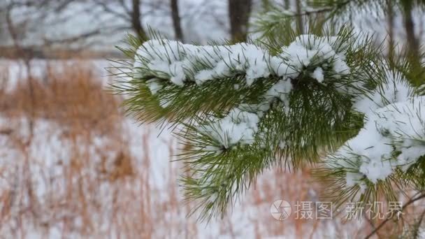 松树圣诞树冬枝雪视频