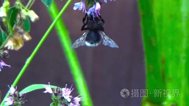 大黄蜂收集花粉视频