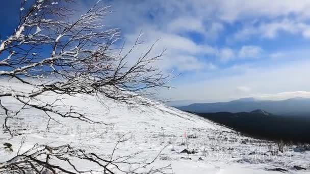 孤独的树枝在山上的积雪中。冬天森林在山。视频.雪在树上。圣诞风景。冬山。风景与雪被盖的树