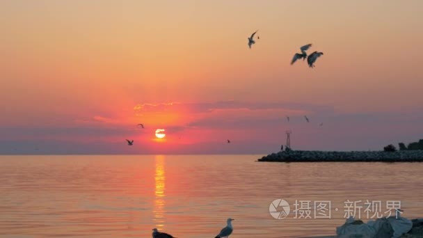 在日落时分将海鸥飞过沧海