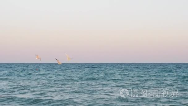 海鸥在日落时分飞越大海