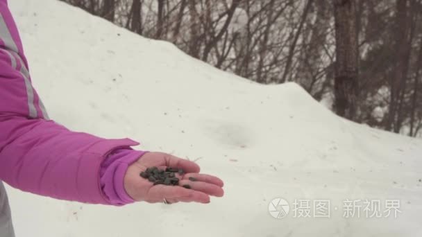 在女性手中的鸟吃种子视频