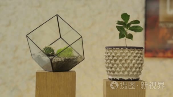 花盆和玻璃立方体视频