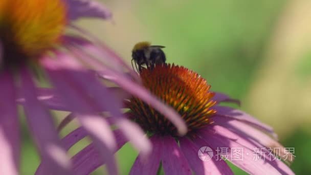 紫锥菊花上大黄蜂视频