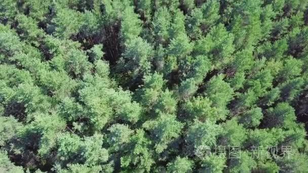 美丽的全景在松树林的顶端。剪辑.松树林的最高视图。自然背景