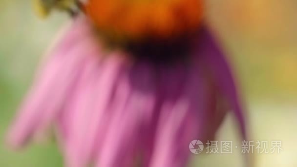 紫锥菊花上大黄蜂视频