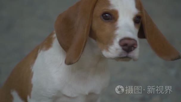 犬性质视频