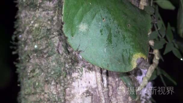 哥斯达黎加森林中的蟋蟀声视频