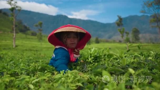 印度尼西亚妇女采摘茶叶