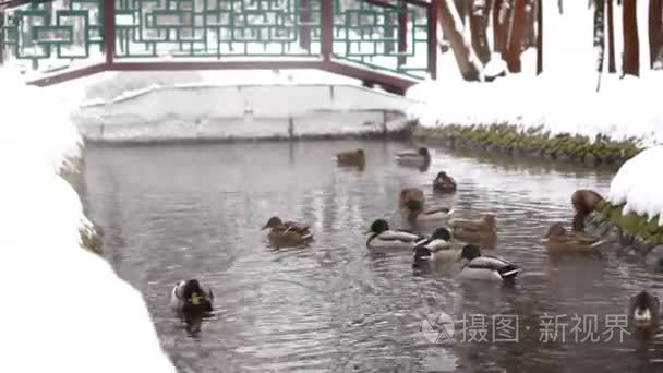 鸭子在冬天池塘里游泳视频