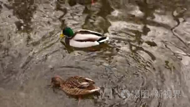 鸭在池塘里游泳