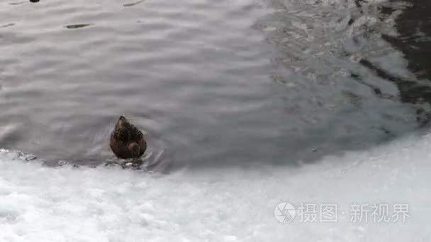 冬天鸭子在冰池塘游泳视频