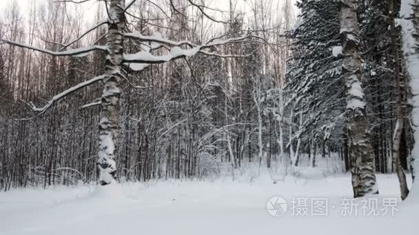 雪堆森林中的冬雪景观视频