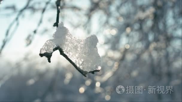 树枝上的积雪融化件视频