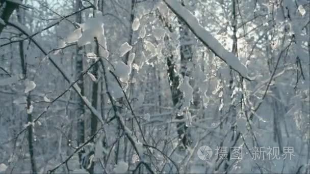 树枝上的积雪融化件