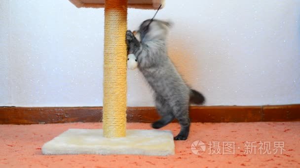 灰色英国小猫玩玩具和划伤岗位视频