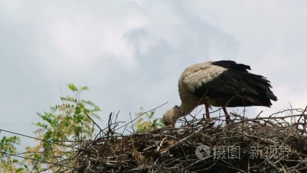 鹳建一个大巢视频