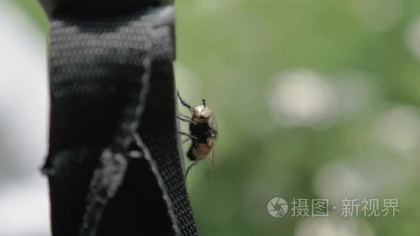 苍蝇昆虫在森林里找到食物视频