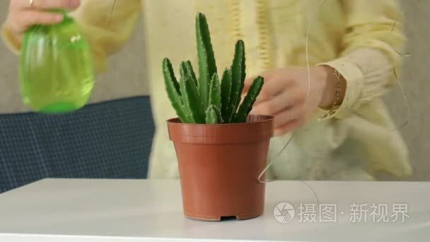 女人手喷绿植物视频