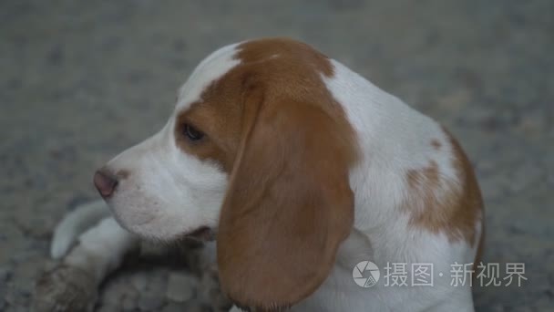 犬性质视频