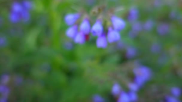 Symphytum 是家族紫草开花植物的属 它的种类是已知的共同的名字紫草mov格式视频下载 正版视频编号01lnta 摄图新视界视频库 Symphytum 是家族紫草开花植物的属 它的种类是已知的共同的名字紫草mov格式视频下载 正版视频编号01lnta 摄图新视界视频库