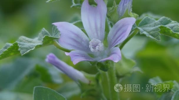 Lavatera cretica (葵花 linnaei) 是 aspecies 家族锦葵的开花植物  俗称康沃尔锦葵和克里特蜀