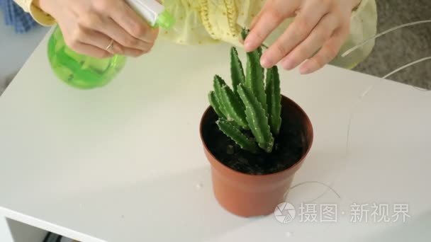 女人手喷绿植物视频