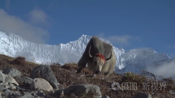 喜马拉雅山的牦牛视频