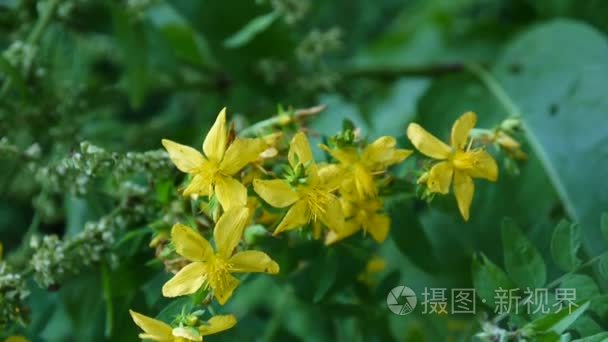 圣约翰麦汁，药用植物与花卉领域