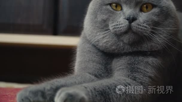 猫下垂的英国人视频