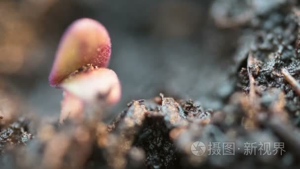 小紫罗勒植物种子生长在地面农业春季夏季 timelapse