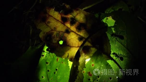 蚂蚁在人工照射的叶子上栖息视频