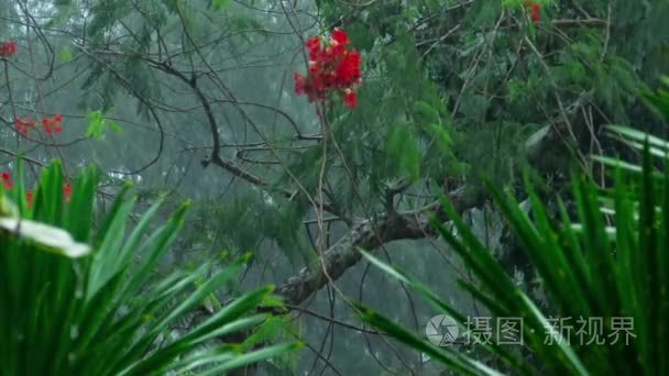 室外热带暴雨视频