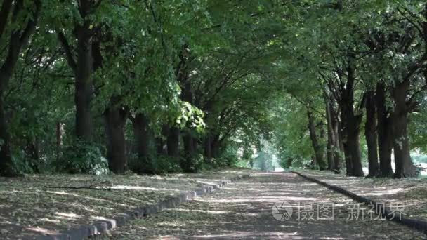 晴朗的夏日  空旷的公园大道