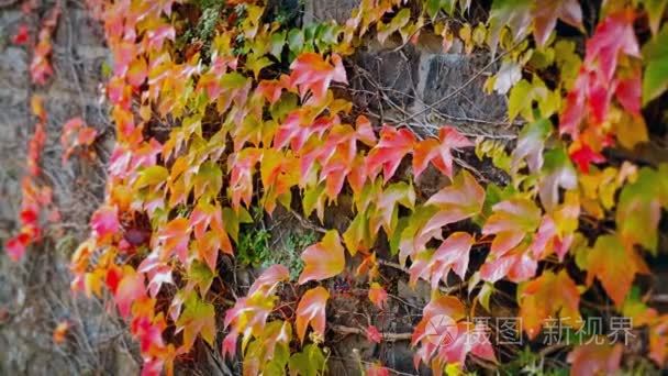 美丽的秋天墙壁红色常春藤叶子视频